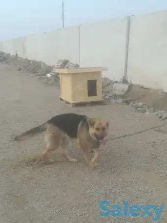 Будки для собак, фотография 1