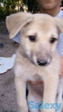 Отдам щенков в добрые руки!срочно!, фотография 1