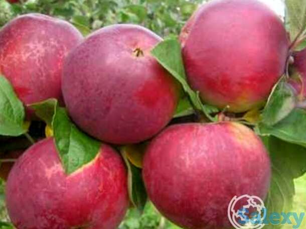 Яблоня орлик, фотография 1