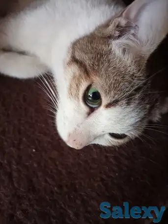 Ищем заботливых и любящих хозяев для Леопольда, фотография 4