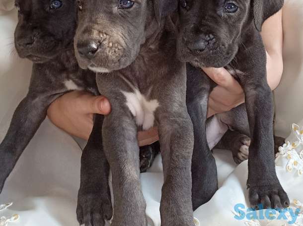 Продам щенков немецкого дога, фотография 6