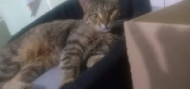 Пропала кошка, фотография 1