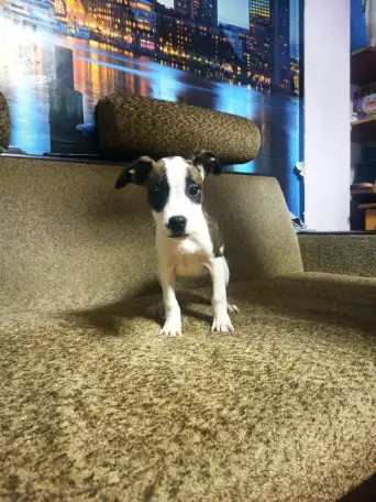 Продажа Американский Стаффордширский терьер, фотография 8