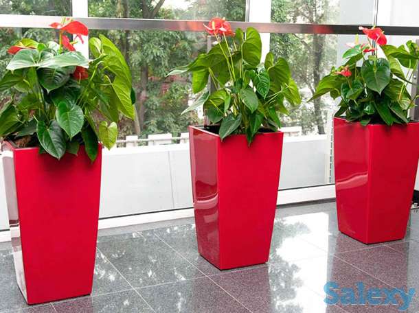 Озеленение помещения. Офисов, торговых помещений. Развлекательных мест., фотография 1