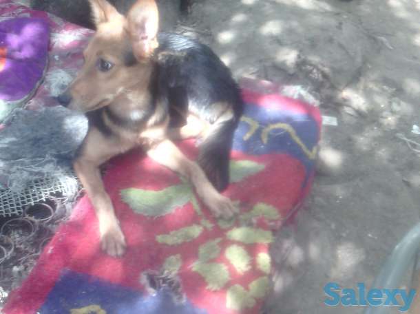 Отдам собаку в хорошие руки!, фотография 4