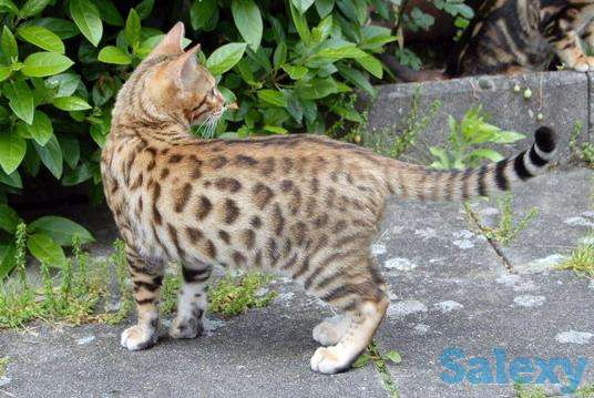 Котята бенгальские, фотография 4