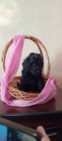 Продам щенков карликового пуделя, фотография 2