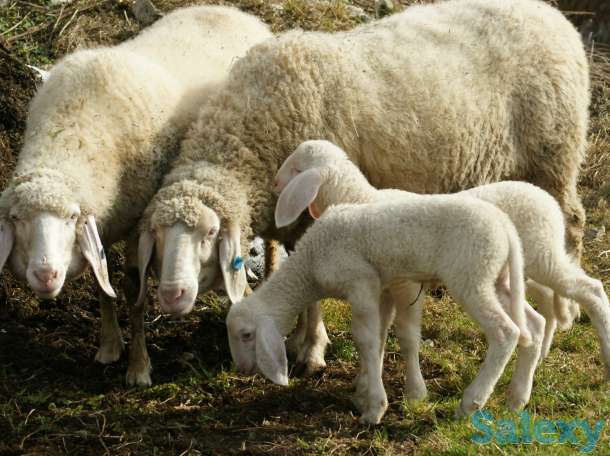 Племенные овцы Белый бергсчаф (скот из Европы класса Элита и Элита Рекорд), фотография 3