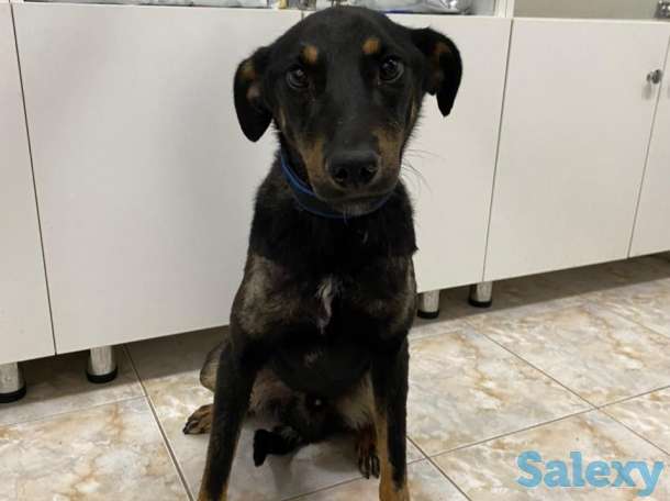 Отдам в хорошие руки, фотография 7