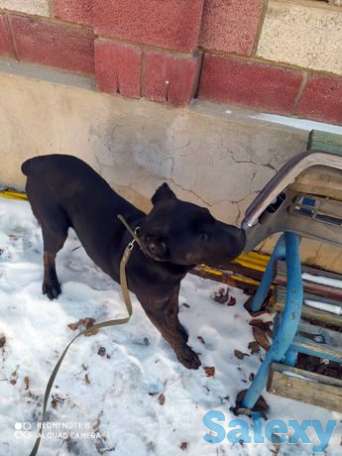 Щенок Кане-корсо чистокровный кабель!, фотография 1