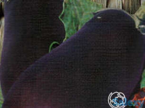 Семена Баклажан Японский карлик 20шт, фотография 1