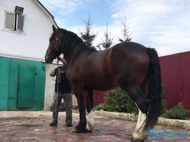 лошади, фотография 1