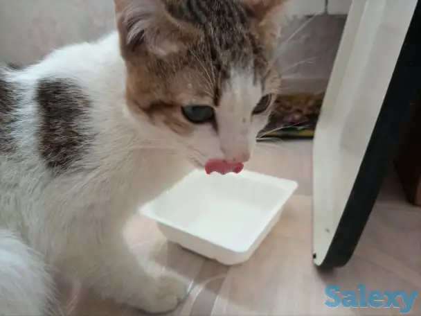 Сегодня мне повезло. Помогите еще раз, фотография 1