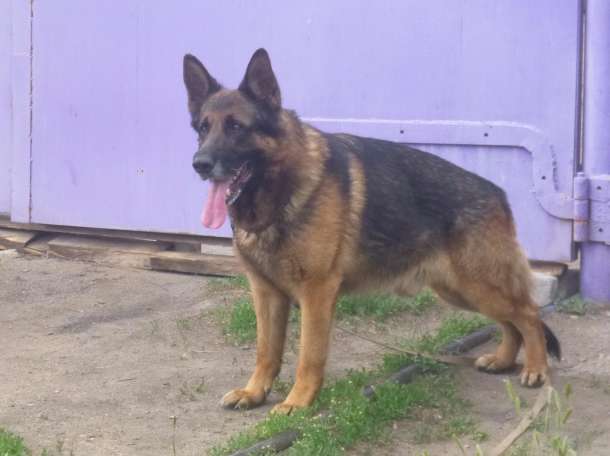 Щенки немецкой овчарки из *де ША*БЕАР*, фотография 2