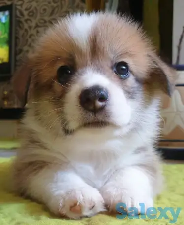 Продам щенков вельш корги пемброк, фотография 2