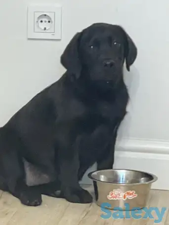 Продам щенка лабрадора, фотография 4