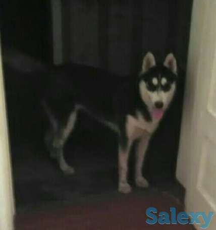 Пропала собака породы 