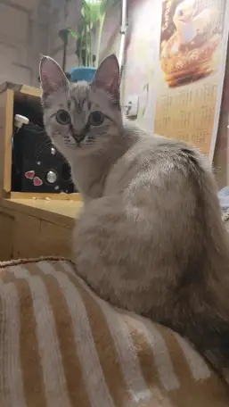 Отдам в добрые руки, фотография 1