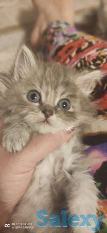 Котята, фотография 5