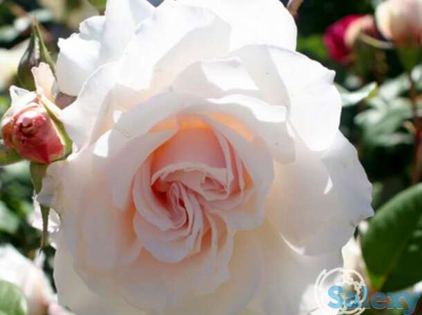 Роза маргарет меррил флорибунда, топалович, фотография 1