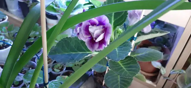 Продам цветы дешево, фотография 15