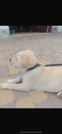 Продам щенка лабрадора, фотография 2