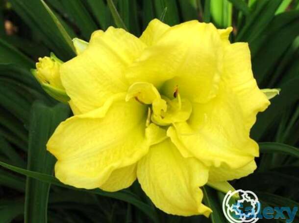 Лилейник Дабл Кьюти, фотография 1