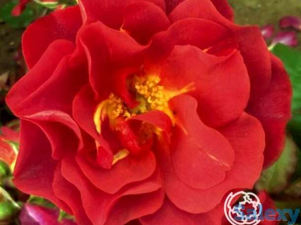 Роза селебрейшен тайм/синко де майо, викс, фотография 1