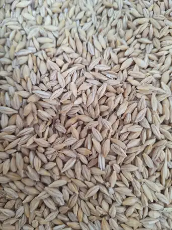 Зерно в мешках, отруби, мука, сечка, ячмень, овес, фотография 3