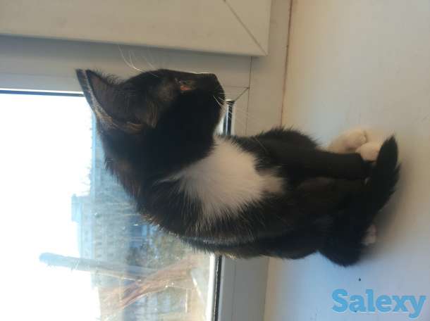 отдам в хорошие руки коттенка,девочка,приучена к лотку,ест все,игривая, фотография 2
