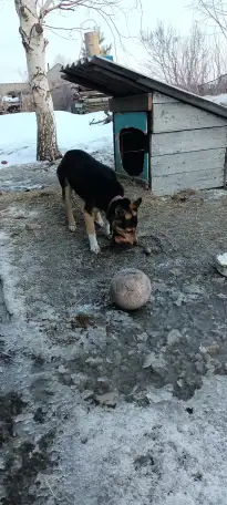 в добрые руки!, фотография 1