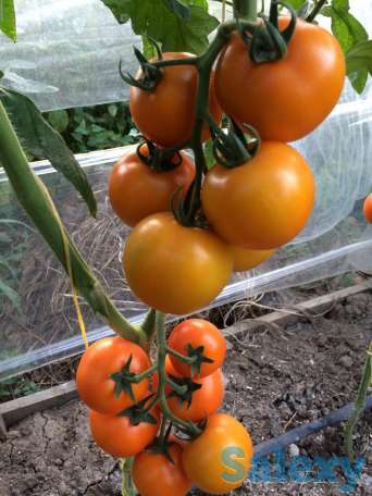 Рассада томатов, фотография 3