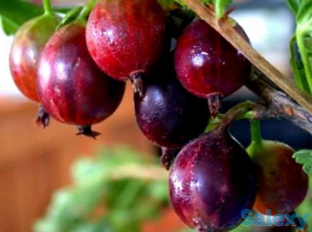 Саженец крыжовника 