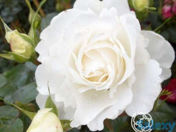 Роза вайс вольке плетистая, топалович, фотография 1