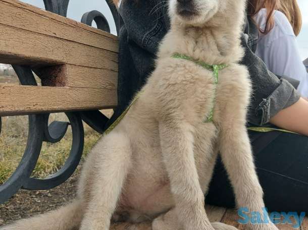 Срочно продам чистокровных  щенков сибирской хаски .3 месяца девочка и мальчик ., фотография 2