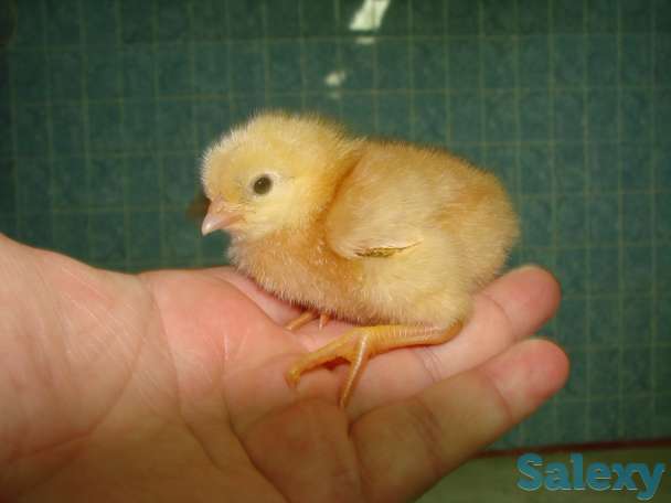 цыпленок суточный оптом, несушка, фотография 2
