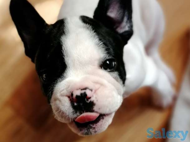 Французские бульдоги, фотография 1