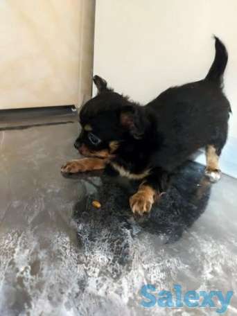 Продается щенок чихуахуа с документами СКК и FCI., фотография 1