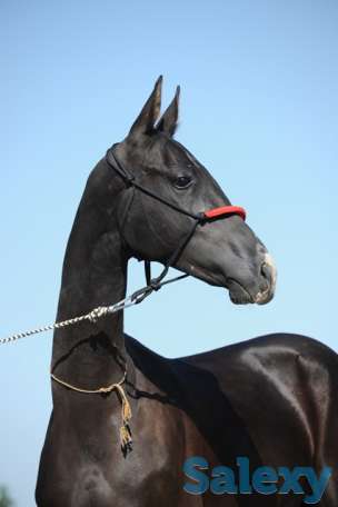 Ахалтекинские лошади, фотография 1