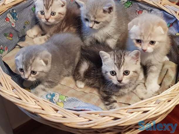 котята, фотография 1