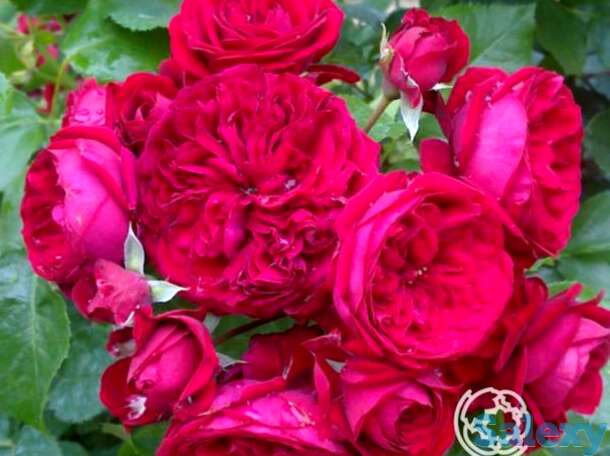 Роза маранелло флорибунда, топалович, фотография 1