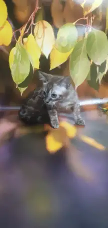 Бенгальские котята от привозных родителей, фотография 5