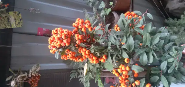 Садовые деревья цветущие и ягодные кустарники цветы многолетки, фотография 3