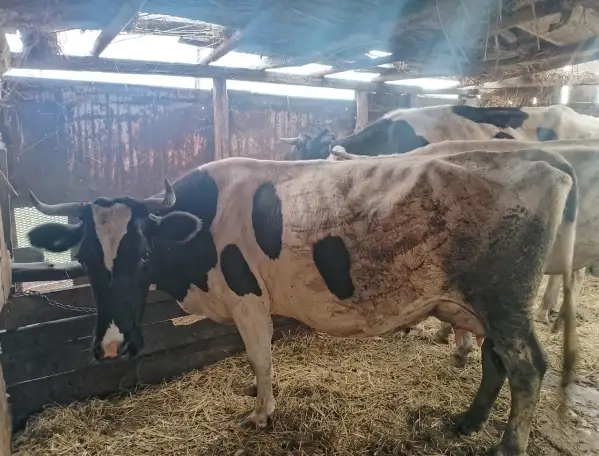 Продам коровы, фотография 3