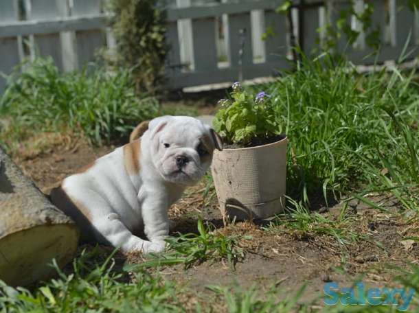 Английский бульдог, фотография 6