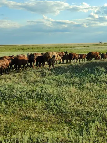 Мелкий скот, бараны, фотография 5