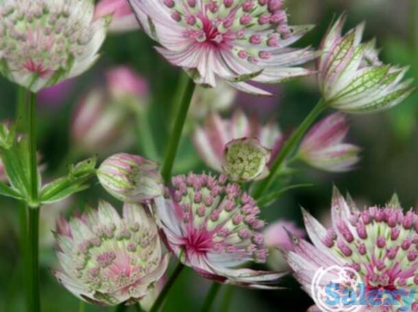 Астранция Бакленд, фотография 1