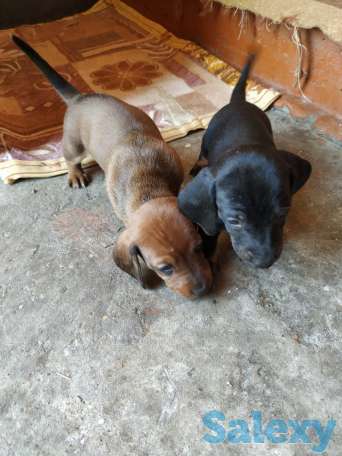 Продаются щенки стандартной гладкошерстной таксы, фотография 4