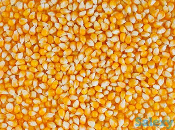 Желтая кукуруза без ГМО (корм для животных), фотография 1