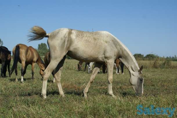 Ахалтекинские лошади, фотография 4